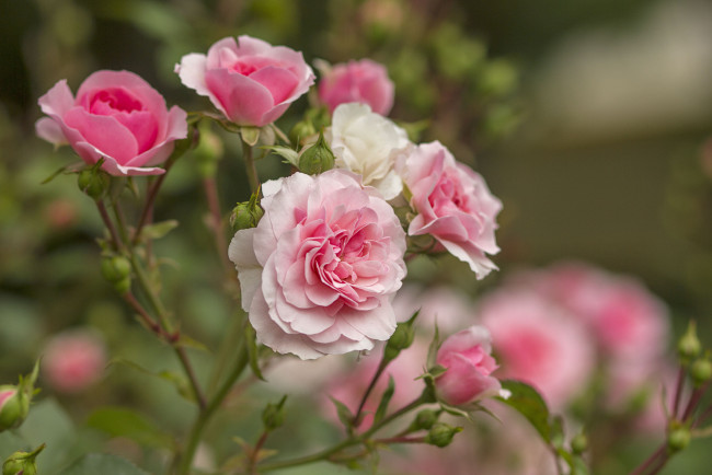 Обои картинки фото цветы, розы, лепестки, бутон