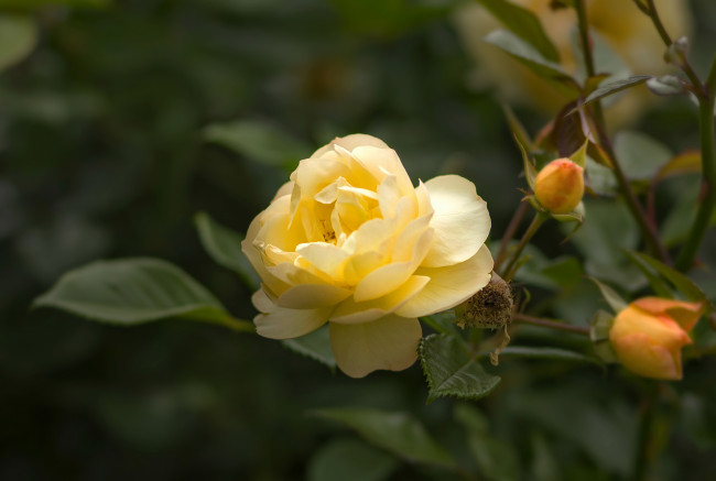 Обои картинки фото цветы, розы, лепестки, бутон