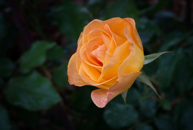 Обои картинки фото цветы, розы, лепестки, бутон