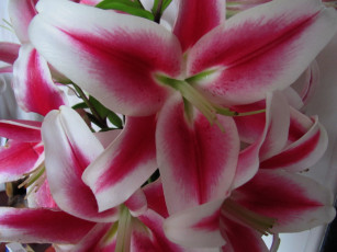 Картинка цветы лилии +лилейники макро