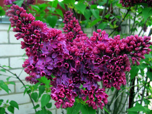 Картинка цветы сирень лиловая ветка