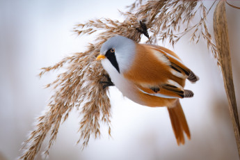 Картинка животные птицы птица