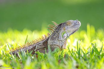 обоя животные, ящерицы,  игуаны,  вараны, ящерица