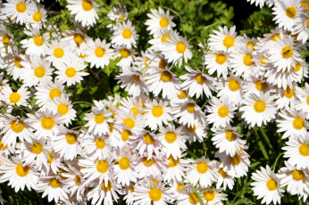 Картинка цветы ромашки белые много