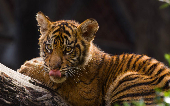 Обои картинки фото животные, тигры, тигрёнок