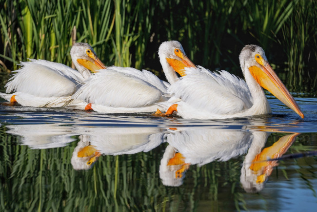 Обои картинки фото животные, пеликаны