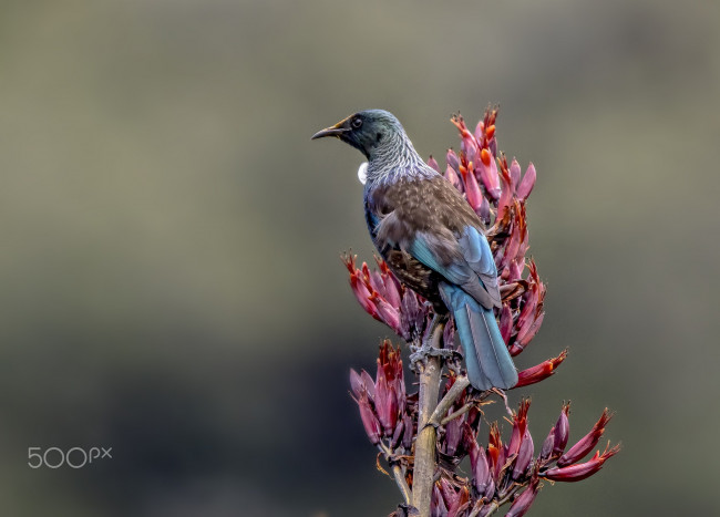 Обои картинки фото животные, птицы, растения, 500px, размытый, фон, с, водяными, знаками, крупный, план, минимализм