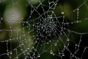 обоя природа, макро, паутина