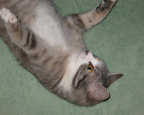 Картинка животные коты