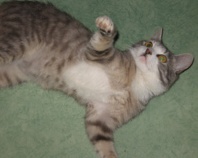 Картинка животные коты