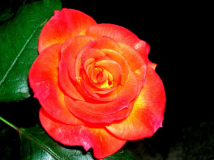 Картинка цветы розы