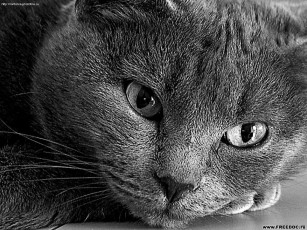 Картинка животные коты