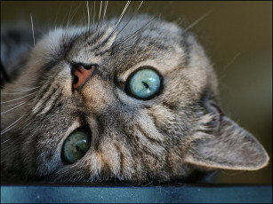 Картинка животные коты