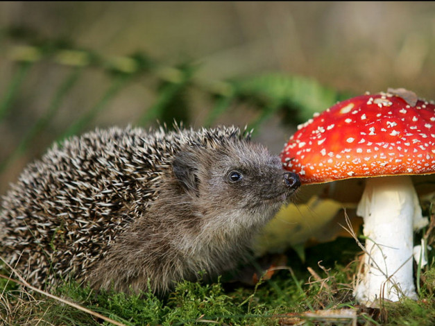 Обои картинки фото животные, ежи