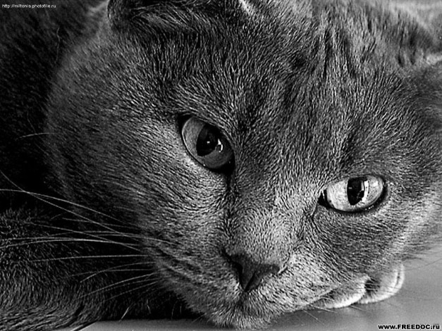 Обои картинки фото животные, коты