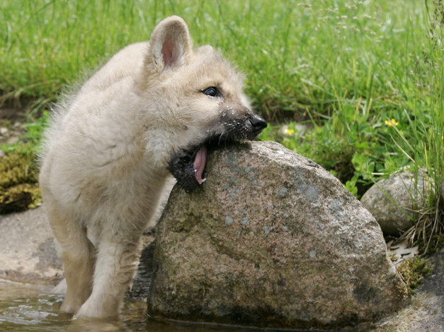 Обои картинки фото животные, волки