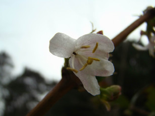 обоя цветы, цветущие, деревья, кустарники