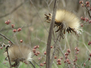 Картинка цветы луговые полевые
