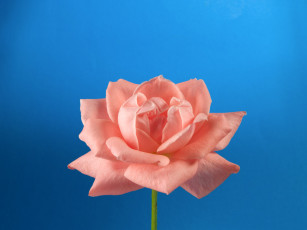 Картинка цветы розы