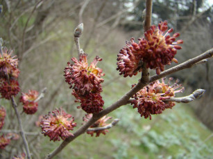 Картинка природа макро