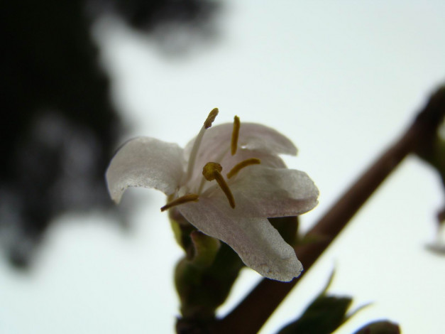 Обои картинки фото цветы, цветущие, деревья, кустарники