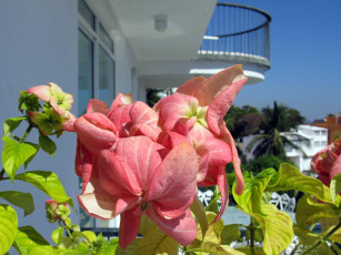 Картинка цветы