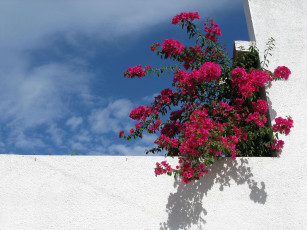 Картинка цветы бугенвиллея