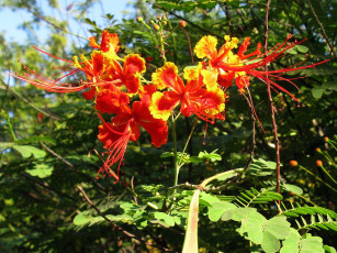 Картинка цветы делоникс королевский огненное дерево