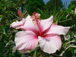 Картинка цветы гибискусы