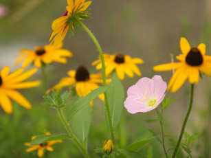 Картинка цветы разные вместе