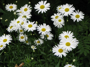 Картинка цветы ромашки