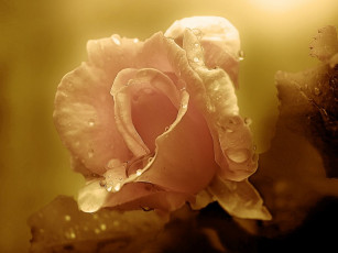 Картинка цветы розы