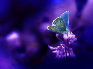 Картинка животные бабочки