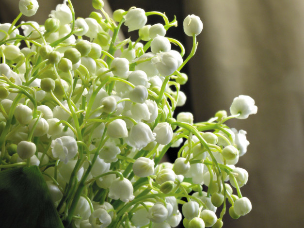 Обои картинки фото цветы, ландыши