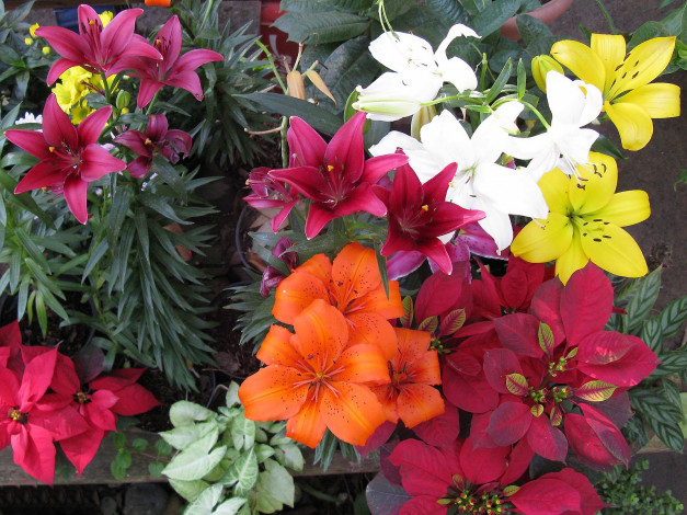 Обои картинки фото цветы, лилии, лилейники