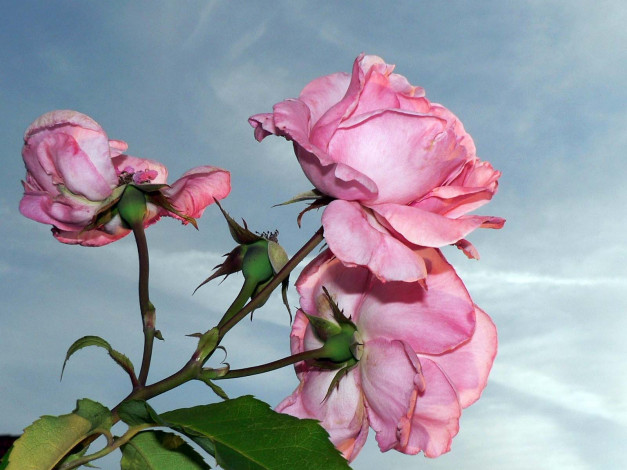 Обои картинки фото цветы, розы