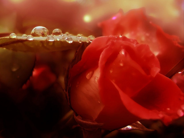 Обои картинки фото цветы, розы