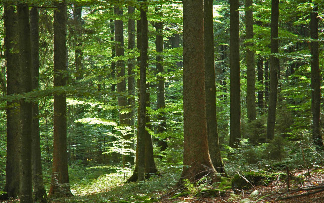 Обои картинки фото природа