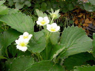 Картинка цветы