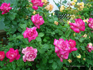 Картинка цветы розы