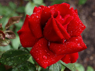 Картинка цветы розы