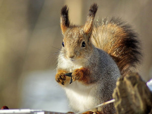 Картинка животные белки