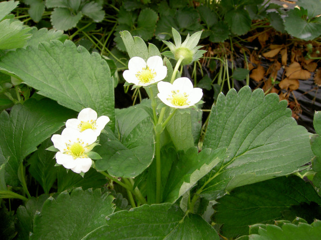 Обои картинки фото цветы