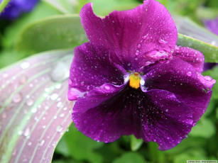 Картинка цветы анютины глазки садовые фиалки