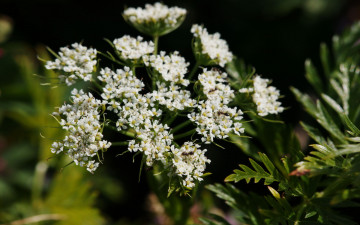 Картинка цветы луговые полевые