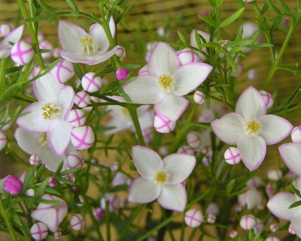 Обои картинки фото цветы