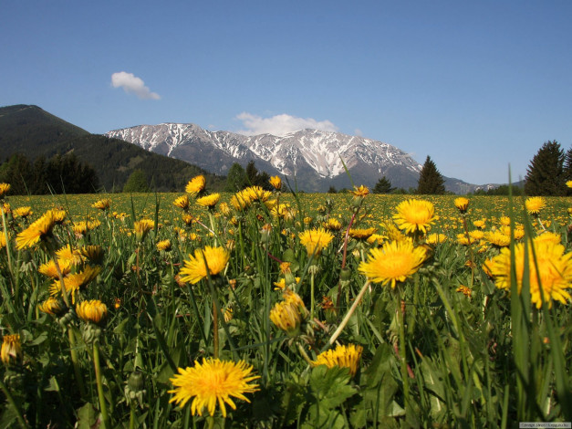 Обои картинки фото цветы, одуванчики