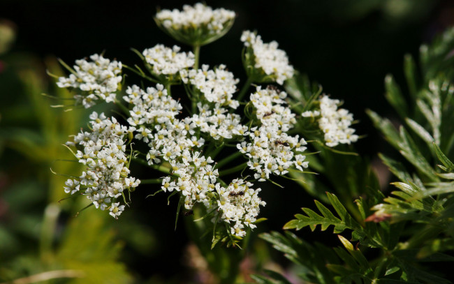 Обои картинки фото цветы, луговые, полевые