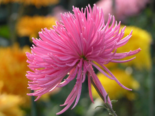 Картинка цветы хризантемы розовый