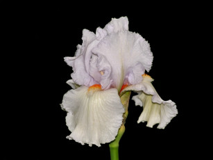 Картинка цветы ирисы темный